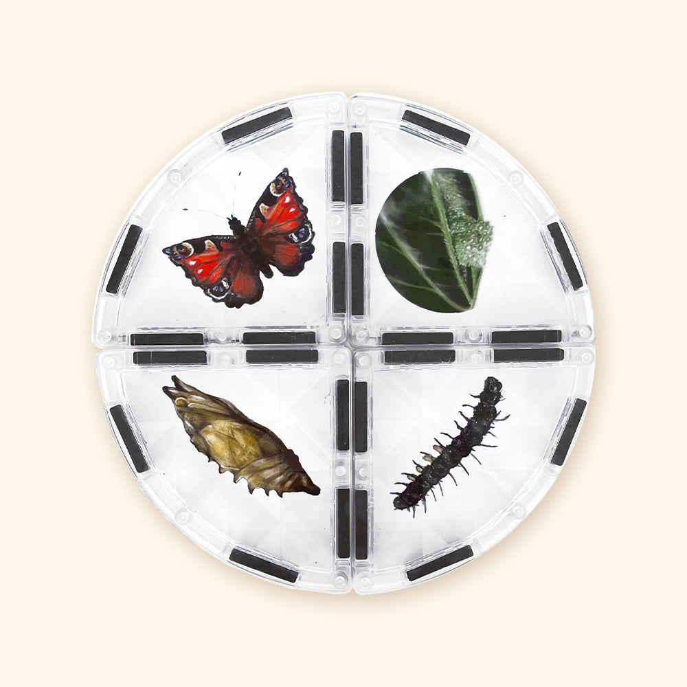 Magnetbaukasten COLORMAG CLEAR